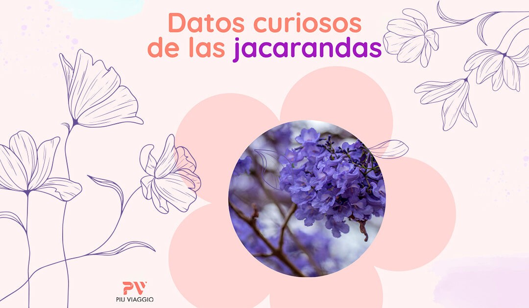 Datos curiosos de las jacarandas