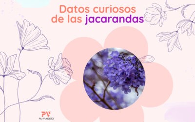 Datos curiosos de las jacarandas