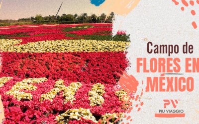 Campos de flores en México